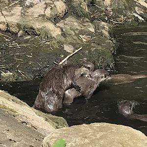 Otters playing