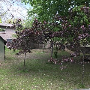 Second pygmy hippo enclosure