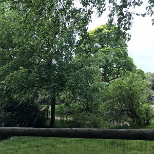 Ring tailed and red bellied lemur enclosure