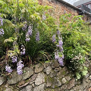 Bristol zoo path to aquarium and side of reptile house