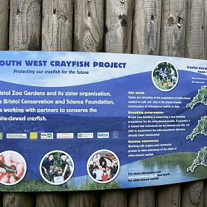 Bristol Zoo crayfish