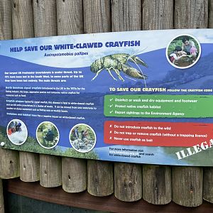 Bristol Zoo crayfish