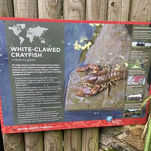 Bristol Zoo crayfish