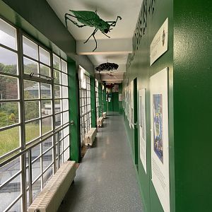 Bristol Zoo history display in Bug World