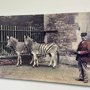 Bristol Zoo history display in Bug World