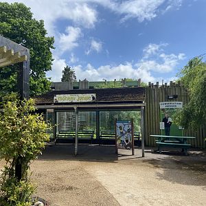 Bristol Zoo Monkey Jungle