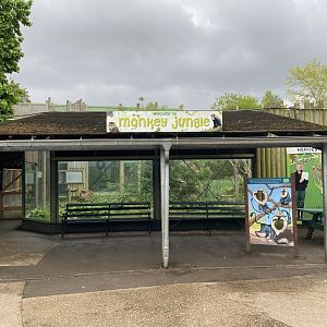 Bristol Zoo Monkey Jungle