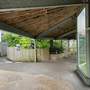 Bristol Zoo Monkey Jungle