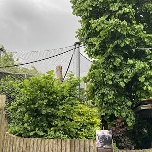 Bristol Zoo Monkey Jungle