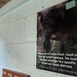 Bristol Zoo Monkey Jungle