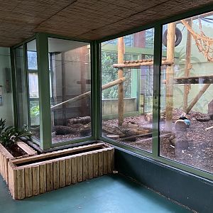 Bristol Zoo Monkey Jungle