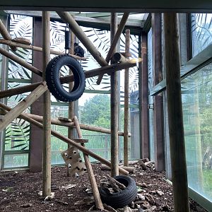 Bristol Zoo Monkey Jungle