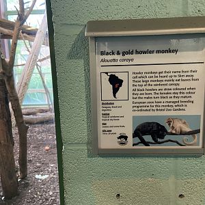 Bristol Zoo Monkey Jungle