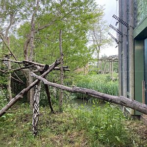 Bristol Zoo Monkey Jungle