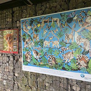 Bristol Zoo Monkey Jungle