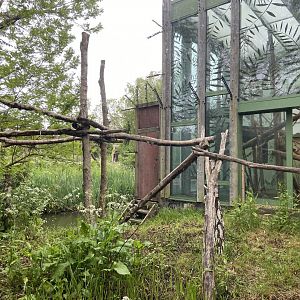 Bristol Zoo Monkey Jungle