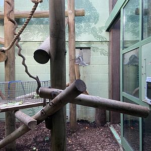 Bristol Zoo Monkey Jungle