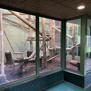 Bristol Zoo Monkey Jungle