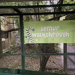 Bristol Zoo Monkey Jungle lemur walkthrough