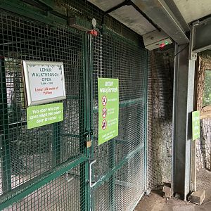 Bristol Zoo Monkey Jungle lemur walkthrough