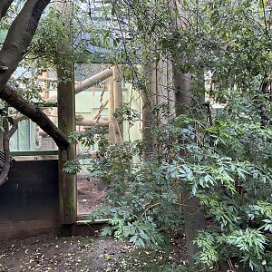 Bristol Zoo Monkey Jungle lemur walkthrough