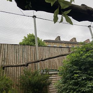 Bristol Zoo Monkey Jungle lemur walkthrough