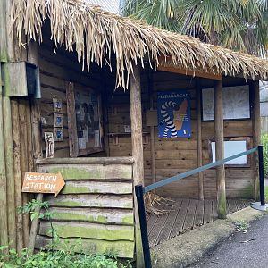 Bristol Zoo Monkey Jungle lemur walkthrough