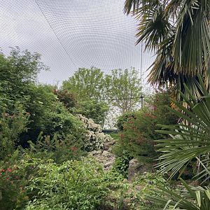 Bristol Zoo Monkey Jungle lemur walkthrough