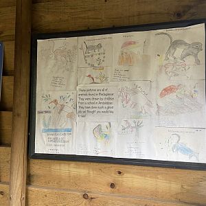 Bristol Zoo Monkey Jungle lemur walkthrough