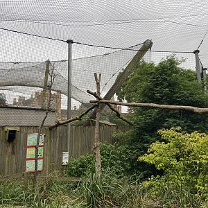 Bristol Zoo Monkey Jungle lemur walkthrough