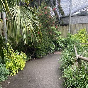 Bristol Zoo Monkey Jungle lemur walkthrough