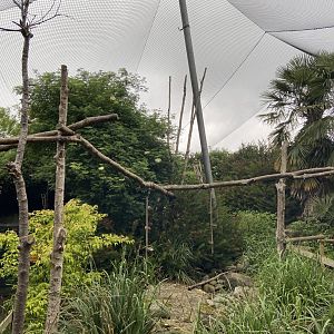 Bristol Zoo Monkey Jungle lemur walkthrough