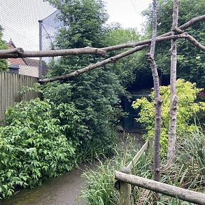 Bristol Zoo Monkey Jungle lemur walkthrough