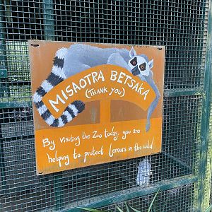 Bristol Zoo Monkey Jungle lemur walkthrough