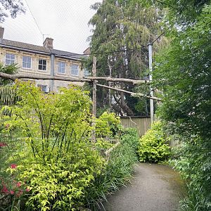 Bristol Zoo Monkey Jungle lemur walkthrough