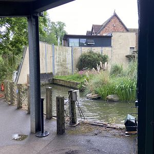Bristol Zoo Gorilla Island