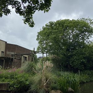 Bristol Zoo Gorilla Island