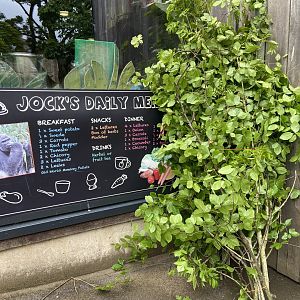 Bristol Zoo Gorilla Island