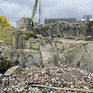 Bristol Zoo Seal and Penguin Coasts
