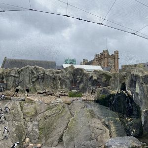 Bristol Zoo Seal and Penguin Coasts