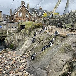 Bristol Zoo Seal and Penguin Coasts
