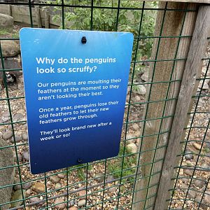 Bristol Zoo Seal and Penguin Coasts