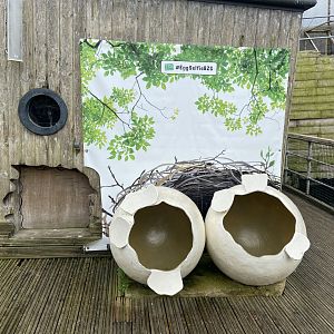 Bristol Zoo Seal and Penguin Coasts