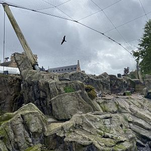 Bristol Zoo Seal and Penguin Coasts