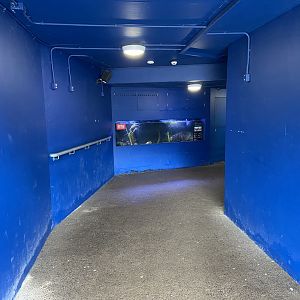 Bristol Zoo Seal and Penguin Coasts