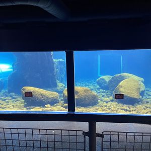 Bristol Zoo Seal and Penguin Coasts