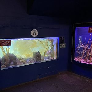 Bristol Zoo Seal and Penguin Coasts