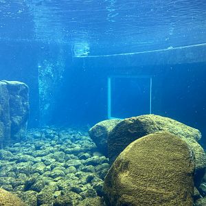 Bristol Zoo Seal and Penguin Coasts