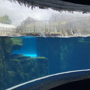 Bristol Zoo Seal and Penguin Coasts