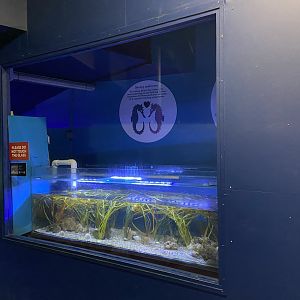 Bristol Zoo Seal and Penguin Coasts